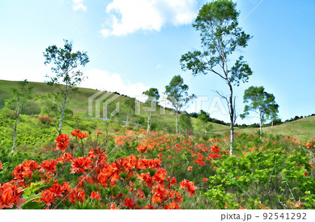 レンゲツツジ レンゲツツジ 92541292