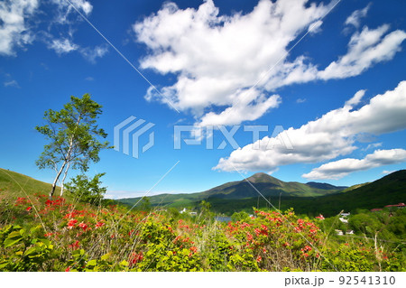 レンゲツツジ レンゲツツジ 92541310