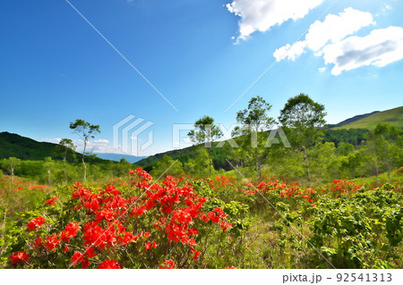 レンゲツツジ レンゲツツジ 92541313