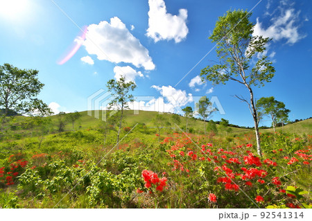 レンゲツツジ 92541314