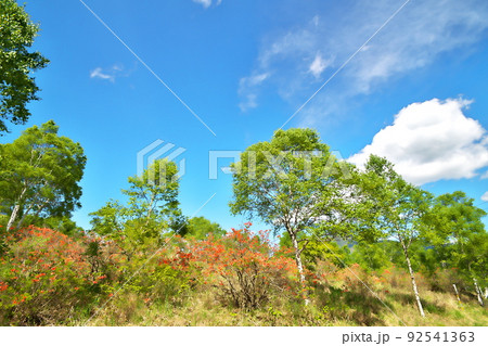 レンゲツツジ レンゲツツジ 92541363