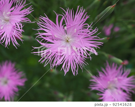 ダイアンサス 92541628