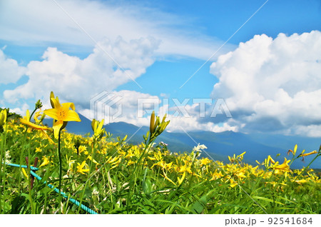 ニッコウキスゲ ニッコウキスゲ 92541684