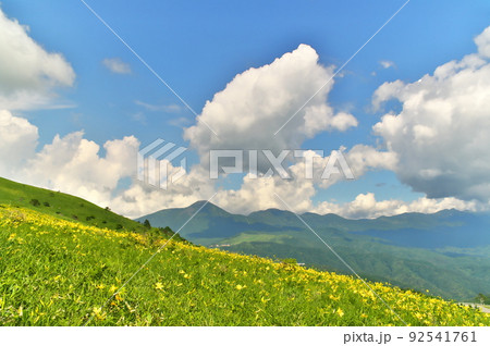 ニッコウキスゲ ニッコウキスゲ 92541761