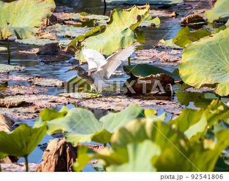 アカガシラサギの幼鳥 92541806