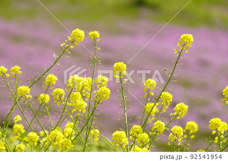 菜の花とレンゲソウのある風景 92541954