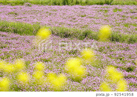 菜の花とレンゲソウのある風景 92541958