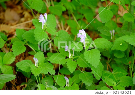 小葉の立浪草 【相模原市津久井 5月】 小葉の立浪草 【相模原市津久井 5月】 92542021