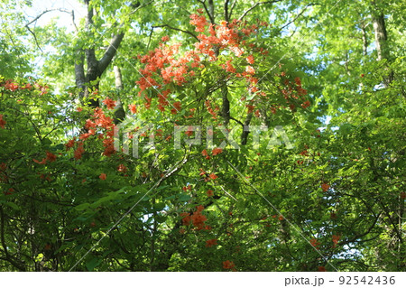 林の中で春に満開になった、オレンジの花、ヤマツツジ 92542436