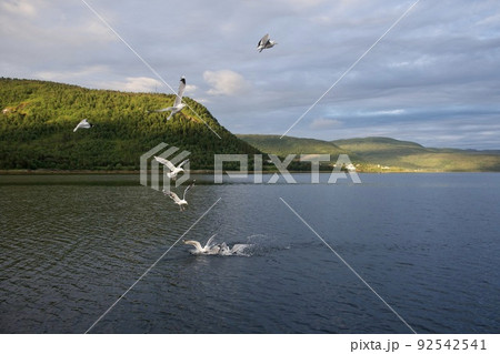 seagull sea bird predator angler fish and shellfish northern europe norway 92542541