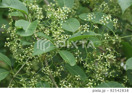 初夏に咲く、小さな白い花、マユミ 92542838
