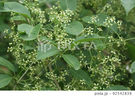 初夏に咲く、小さな白い花、マユミ 92542839