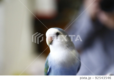 インコ オウム いんこ 92543546