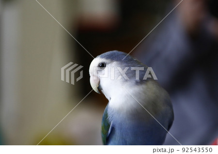 インコ オウム いんこ 92543550