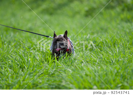 河原で遊ぶフレンチブルドック 92543741