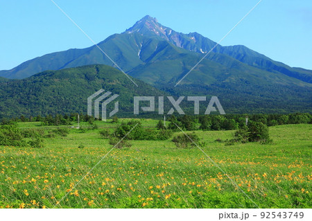 初夏の富士野園地　エゾカンゾウの花と利尻山 92543749