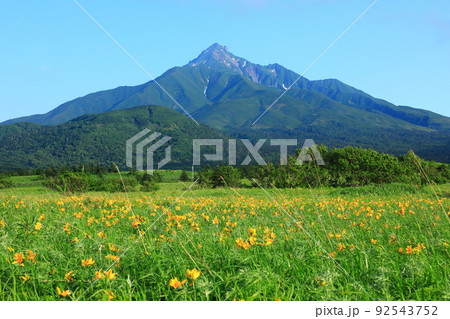 初夏の富士野園地　エゾカンゾウの花と利尻山 92543752