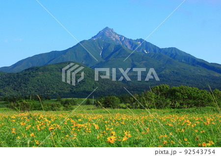 初夏の富士野園地　エゾカンゾウの花と利尻山 92543754
