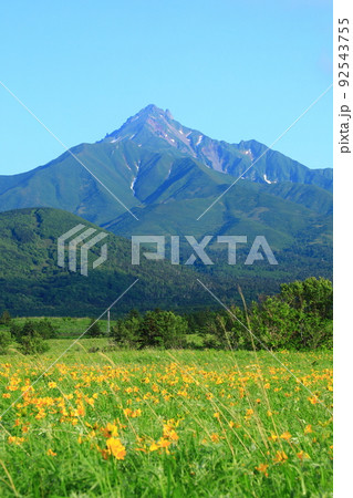 初夏の富士野園地　エゾカンゾウの花と利尻山 92543755