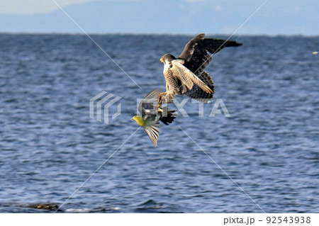 獲物にロックオン！海面を疾走する隼 92543938