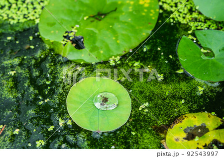 水面に浮かぶ蓮の葉と浮き草 92543997