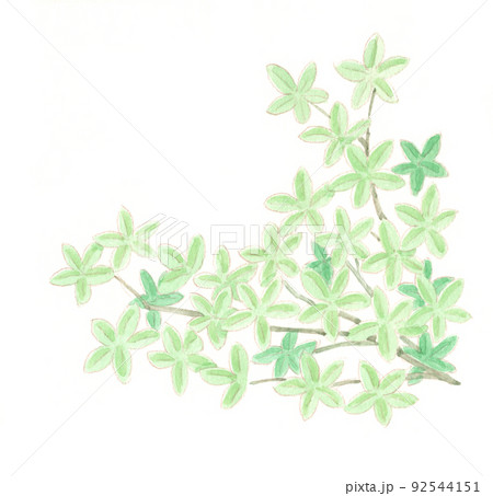 水彩画:新緑4 水彩画:新緑4 92544151