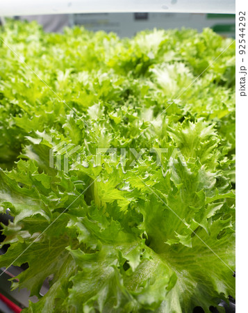 野菜工場　フリルレタスの栽培 92544292