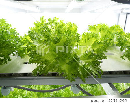 野菜工場 フリルレタスの栽培 野菜工場 フリルレタスの栽培 92544296