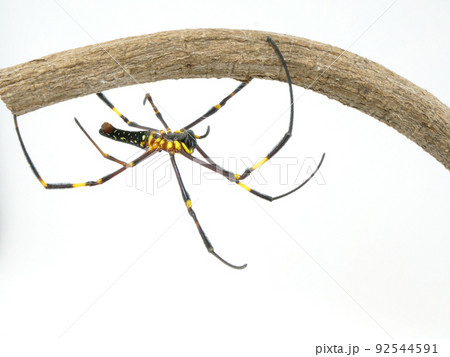 木の棒を移動するオオジョロウグモ 木の棒を移動するオオジョロウグモ 92544591