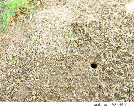 地面に開いたセミの幼虫が這い出てきた後の穴 地面に開いたセミの幼虫が這い出てきた後の穴 92544612
