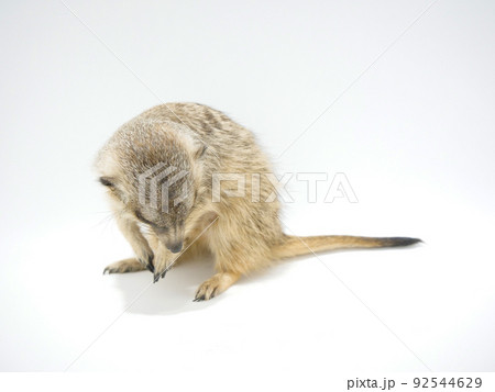 俯くミーアキャット 俯くミーアキャット 92544629