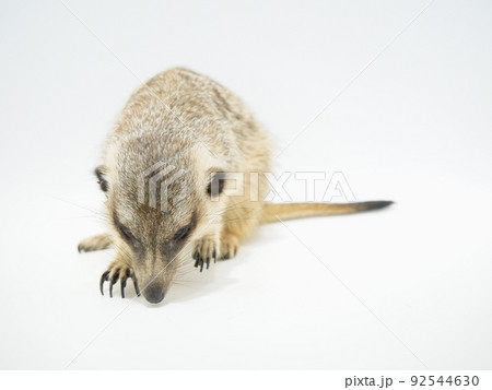 地面を掘ろうとしているミーアキャット 92544630