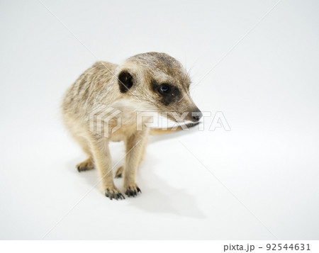 1匹のミーアキャット 92544631