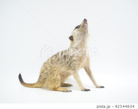 お座りして上を見上げるミーアキャット 92544634