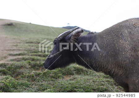 水牛 スイギュウ すいぎゅう 92544985