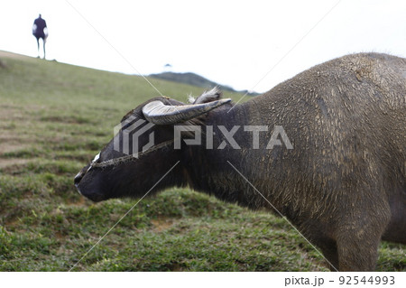 水牛 スイギュウ すいぎゅう 92544993