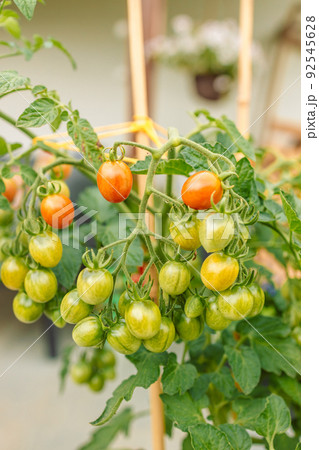 Beautiful red ripe cherry tomatoes grown in a greenhouse Beautiful red ripe cherry tomatoes grown in a greenhouse 92545628