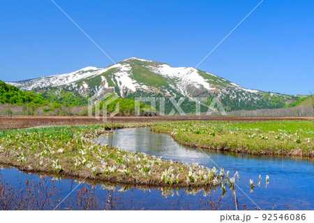 新緑の至仏山とミズバショウ 92546086