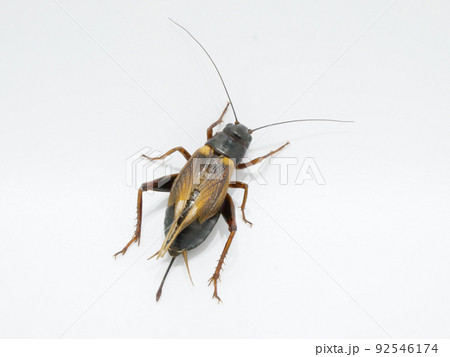 メスのフタホシコオロギ メスのフタホシコオロギ 92546174