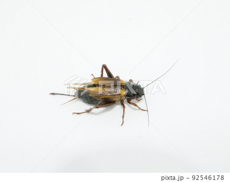 横向きのフタホシコオロギ 92546178
