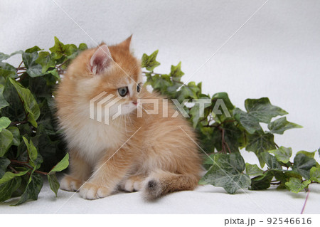 British shorthair kitten of golden color on white background and green leaves. Cute red chinchilla kitten. Pets at cozy home. Top down view web banner. Funny adorable pets cats. Postcard concept. British shorthair kitten of golden color on white background and green leaves. Cute red chinchilla kitten. Pets at cozy home. Top down view web banner. Funny adorable pets cats. Postcard concept. 92546616