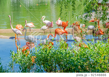 A flock of flamingos can be seen from behind the bushes, they are standing in the water and on the sand, a fence is visible behind. High quality photo 92546666