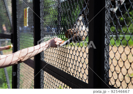 A giraffe from behind the bars takes a carrot from his hand with a black tongue. High quality photo 92546667
