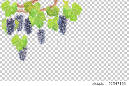 アナログ水彩画のブドウ（巨峰）左上 92547163