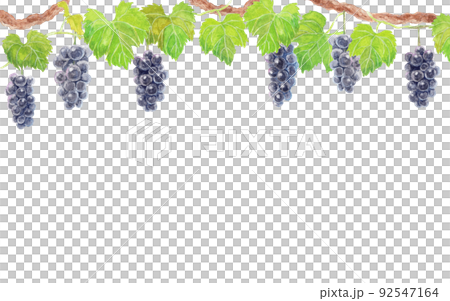 アナログ水彩画のブドウ（巨峰）上位置のイラスト素材 [92547164] - PIXTA