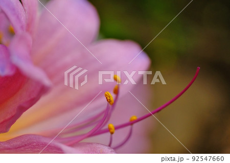 ナツズイセン 東京都町田市 薬師池公園 ナツズイセン 東京都町田市 薬師池公園 92547660