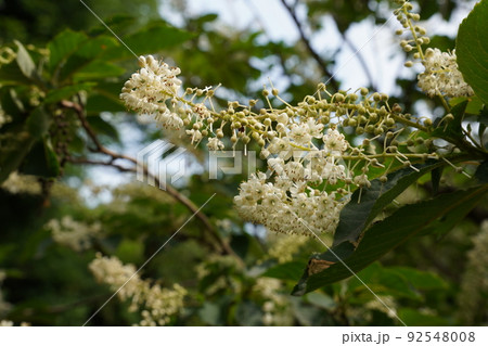 白く鈴生りに咲くリョウブの花 92548008