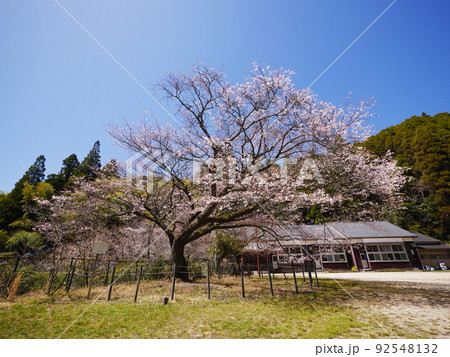 閉校した分校とヤマザクラ 閉校した分校とヤマザクラ 92548132
