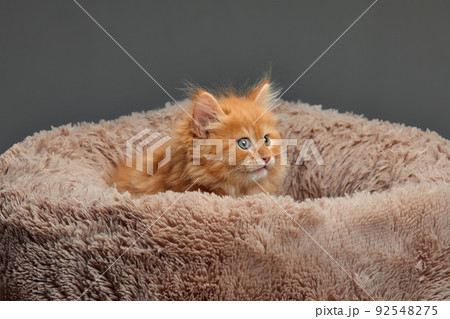 Happy fluffy red kitten sit on brown pet bed. Cat comfortably nap relax at cozy home bed. Kitten pet animal with pink nose have Sweet dreams. High quality photo 92548275