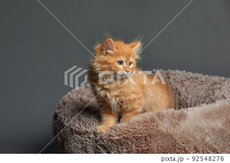 Happy fluffy red kitten sit on brown pet bed. Cat comfortably nap relax at cozy home bed. Kitten pet animal with pink nose have Sweet dreams. High quality photo 92548276